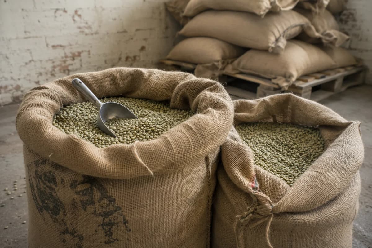 Sacks of green coffee beans with a steel scoop, waiting to be roasted